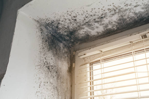 Affordable Black Mold Remediation solutions in Allenwood, NJ